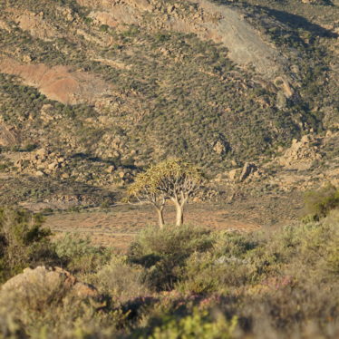 Springbok : La cabane au fond du jardin.