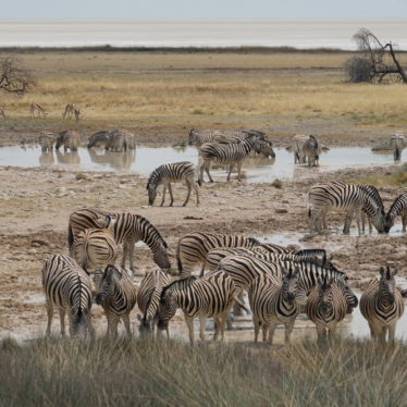 Etosha : Rendez-vous en terre sauvage (1)