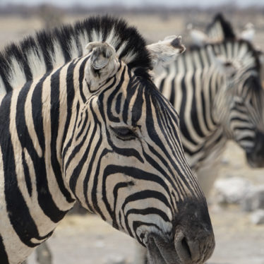 📷 Etosha National Park