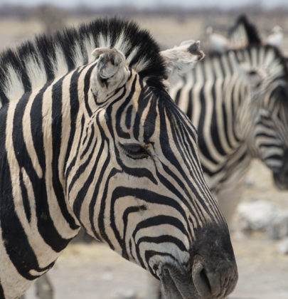 📷 Etosha National Park