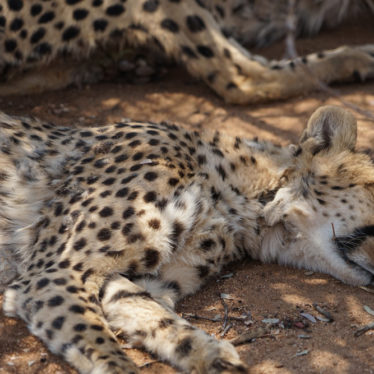 🎵Le ronron des guépards – Cheetah conservation Fund – Otjiwarango Namibie.