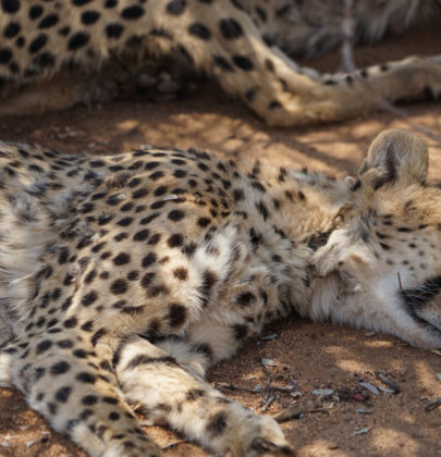 Otjiwarango : les gros matous du Cheetah conservation fund.