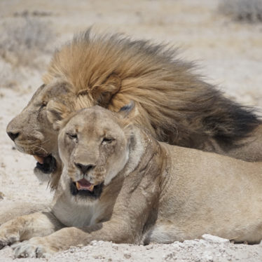 Etosha : Rendez-vous en terre sauvage (2)