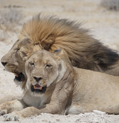 Etosha : Rendez-vous en terre sauvage (2)