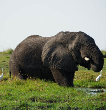 Botswana : 3 jours à Chobe.