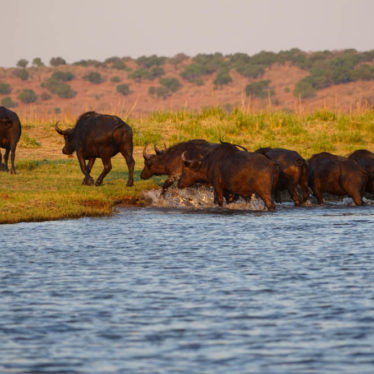 📷Chobe National Park