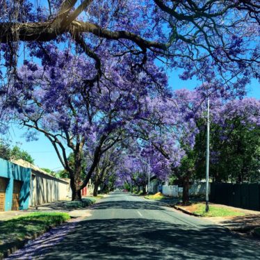 Johannesburg en famille, une journée à Sandton, Rosebank et Melville.