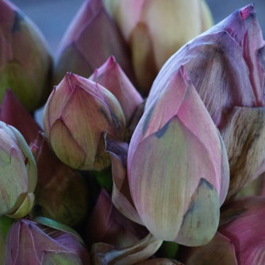 La fleur de Lotus, le tissu sacré du Lac Inle.