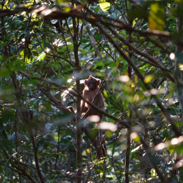 2 jours à Kep : balade dans la jungle et farniente à Rabbit Island.