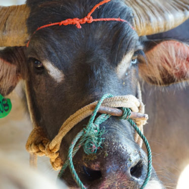 🎵Les sons d’Asie : les bébés buffles de la Buffalo dairy.