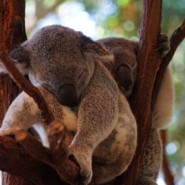 Sortie en Famille à Brisbane : les koalas et kangourous du Lone Pine sanctuary