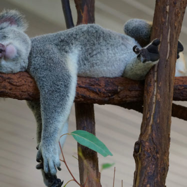 📷 Koalas et kangourous du Lone Pine Sanctuary, Brisbane.