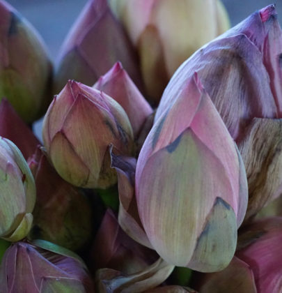 La fleur de Lotus, le tissu sacré du Lac Inle.