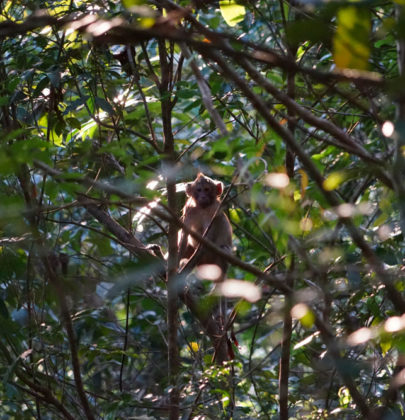 2 jours à Kep : balade dans la jungle et farniente à Rabbit Island.