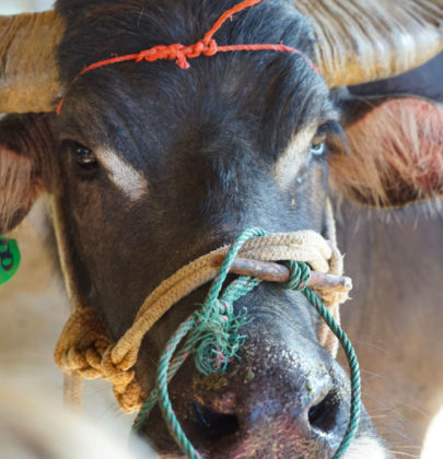 🎵Les sons d’Asie : les bébés buffles de la Buffalo dairy.