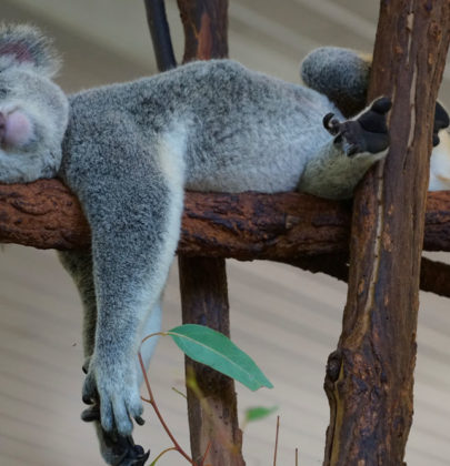 📷 Koalas et kangourous du Lone Pine Sanctuary, Brisbane.