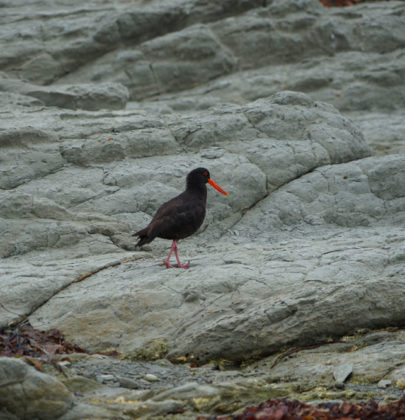 🎵Les sons de Nouvelle Zélande : Le chant de l’huitrier dans la baie de Kaikoura